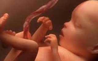 Таблица фетометрии плода