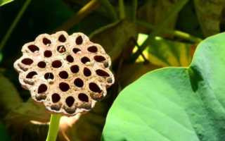 Дыры в руке фото болезнь фото