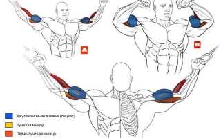 Как увеличить объем рук: эффективные упражнения на брахиалис