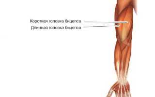 Как накачать руки