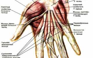 Как накачать запястья рук? мифы, лучшие советы и тренировки для укрепления кисти рук