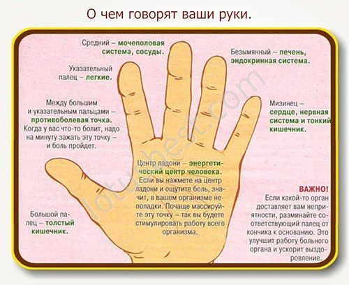 О чём говорят ваши руки и пальцы - симптомы заболеваний по каждому пальцу. Большой палец - толстый кишечник; между большим и указательным пальцем - противоболевая точка; указательный палец - лёгкие; средний палец - сосуды и мочеполовая система; безымянный палец - эндокринная система и печень; мизинец - тонкий кишечник, сердце и нервная система.
